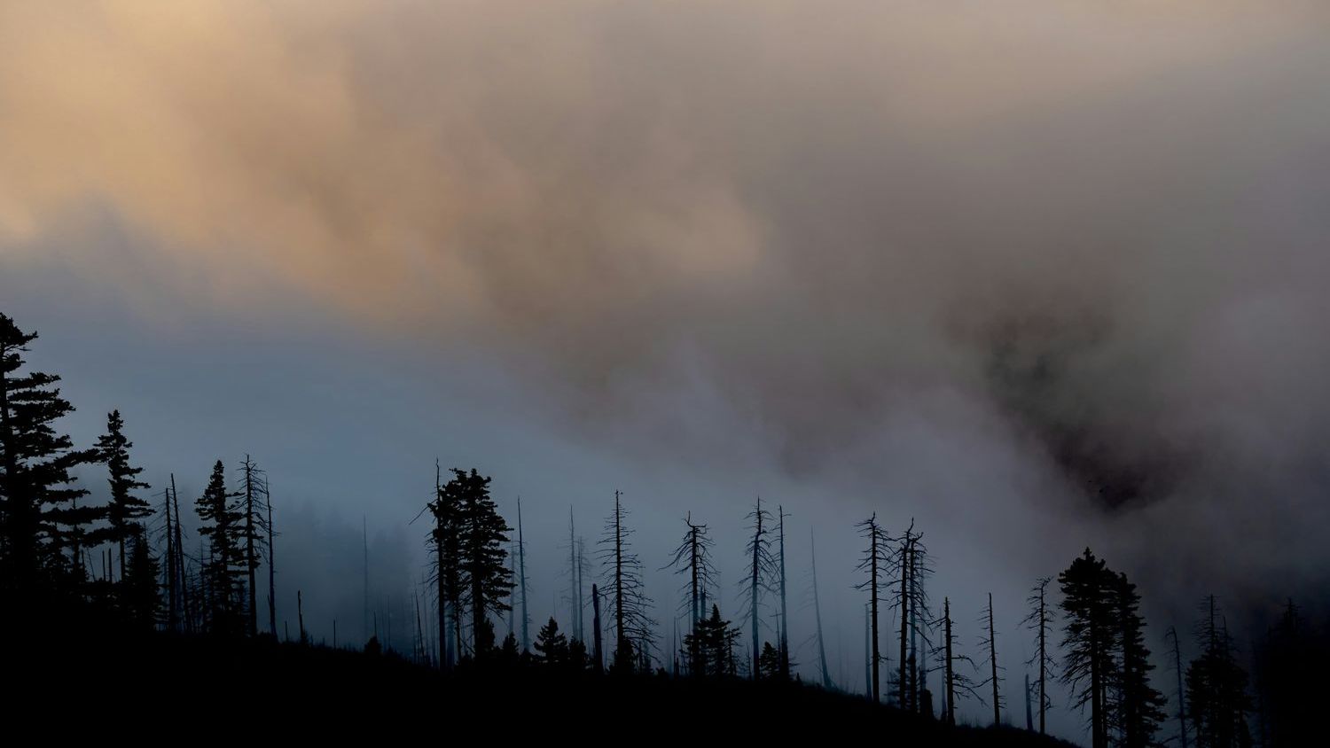 A hidden wildfire pollutant causes thousands of excess deaths per year, satellite data shows