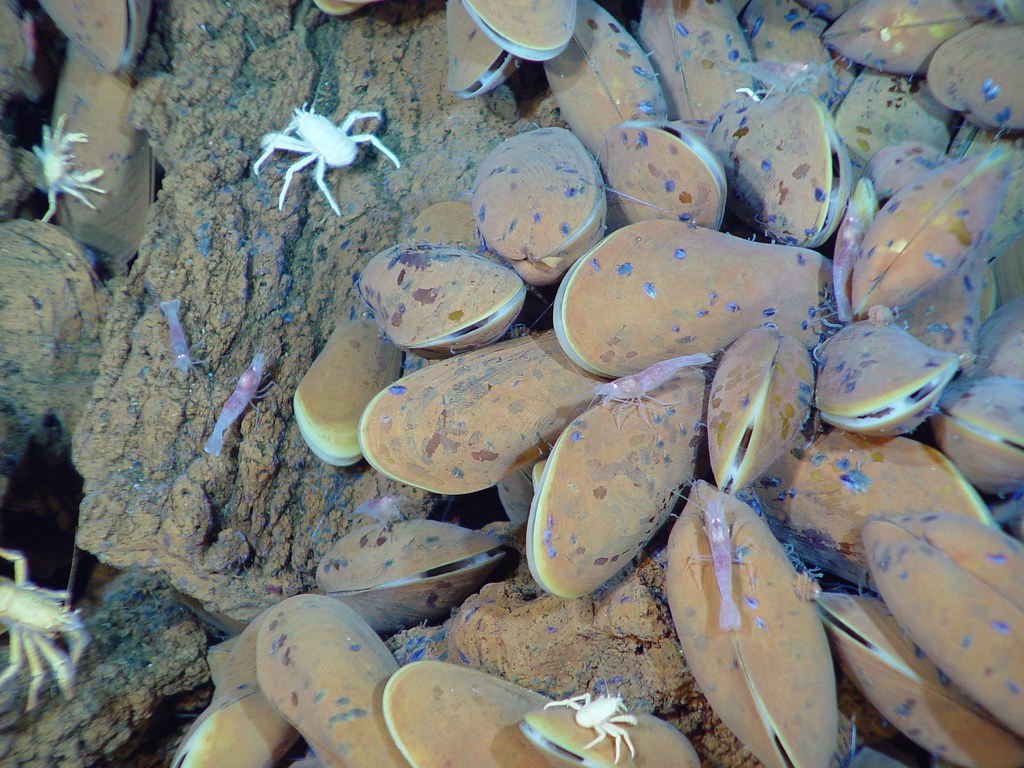 Conclusion: A Field That Has Only Just Begun (NOAA Photo Library, Flickr, CC BY 2.0)