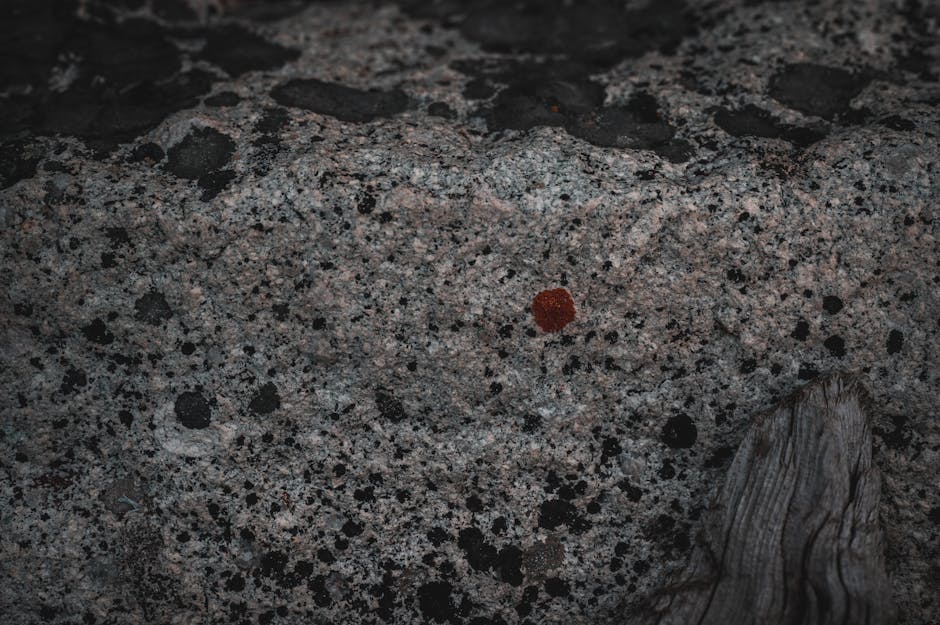 Grey Rock vs. No Contact: Understanding the Difference (Image Credits: Pexels)