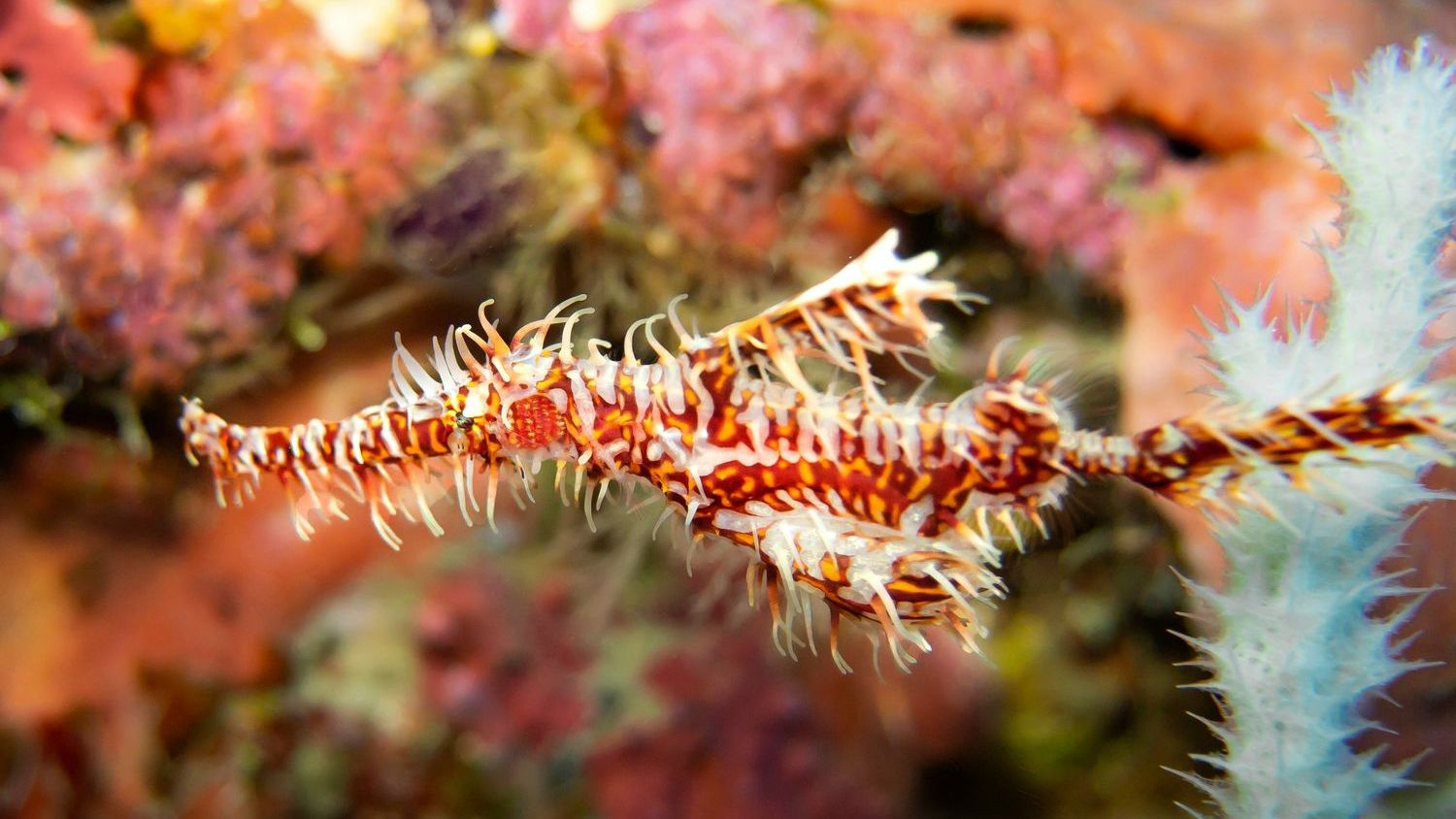 Hairy new fish species discovered in the Great Barrier Reef