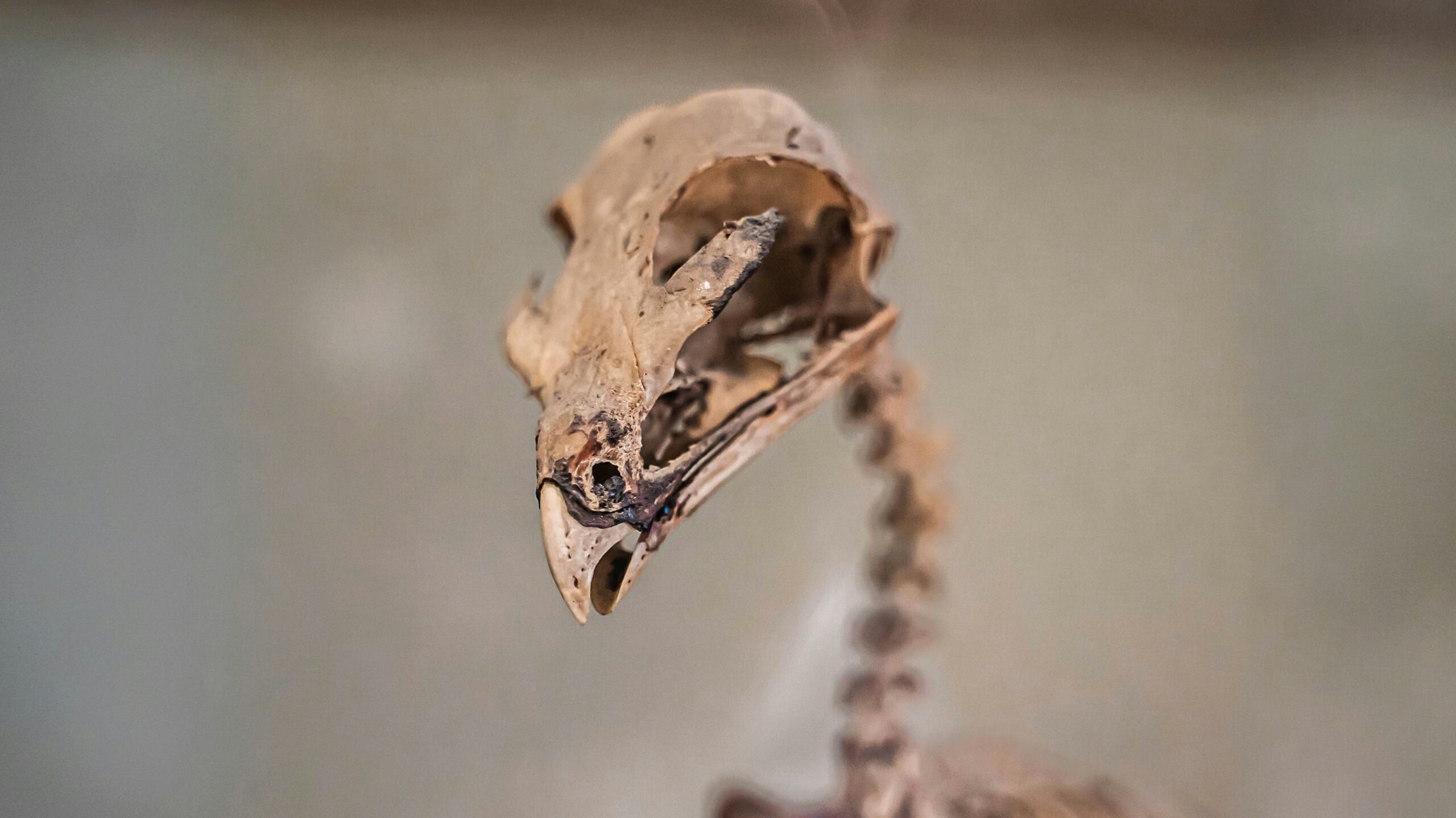 Why emus can't fly: A 'time switch' in bird embryos holds the answer