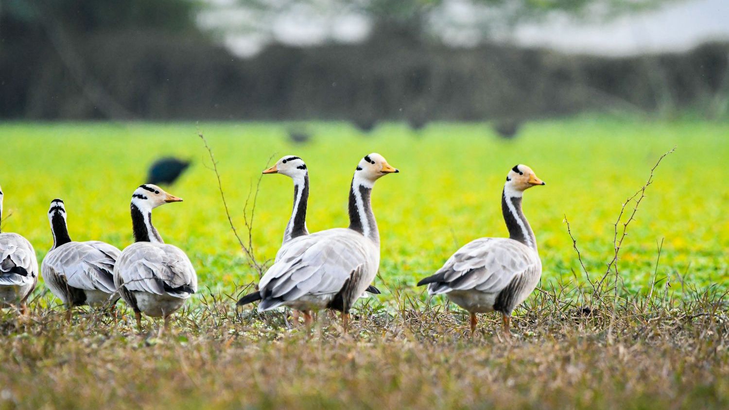 Colonial roots may explain why North and Latin America treat wildlife differently