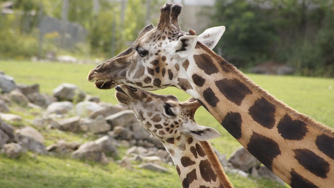 What Lamarck’s Giraffe Got Right