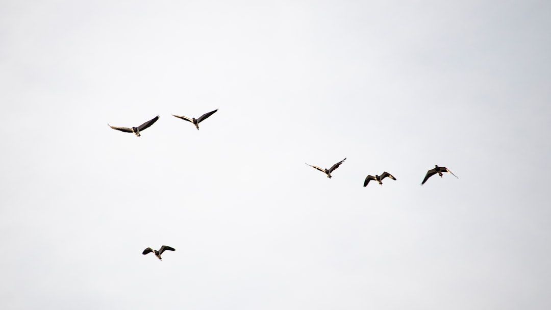 Stop Demonizing the Birdwatchers Who Contracted Hantavirus