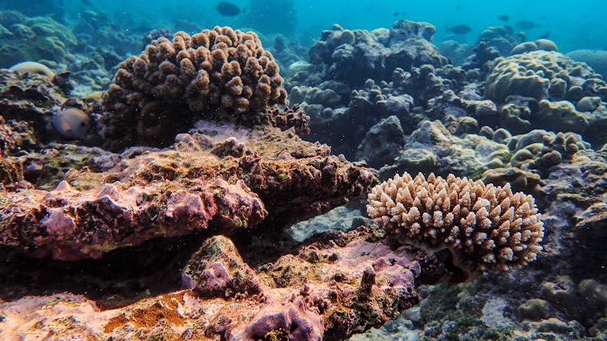 Coral Reefs Are at a Tipping Point