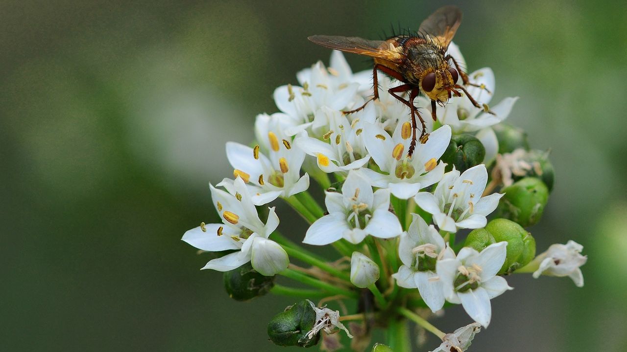 Garlic: Culinary Staple, Birth Control for Flies