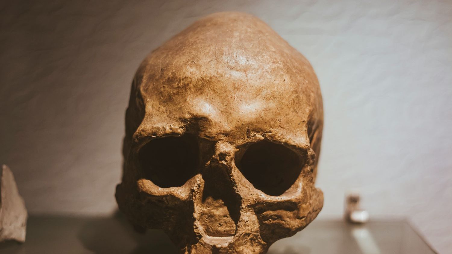 Ancient Teeth Hint at Homo Erectus-Denisovan Interbreeding