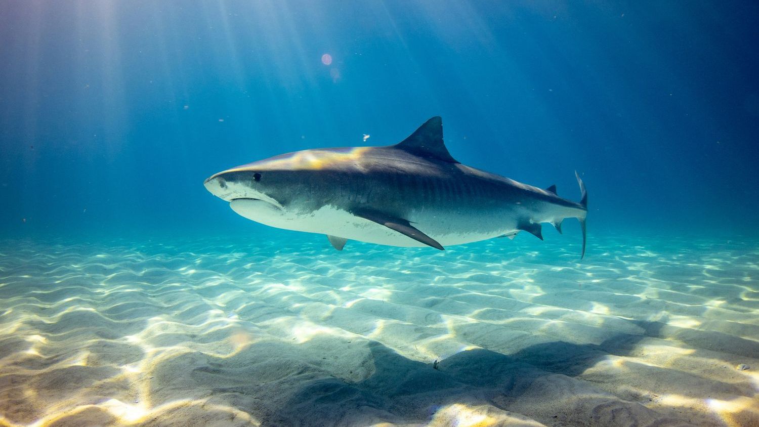 Greenland sharks can live for more than 400 years — meaning some of the ones swimming the North Atlantic today were alive when Isaac Newton was — and almost all of them spend those centuries functionally blind, navigating the deep ocean with parasites permanently attached to their eyes.