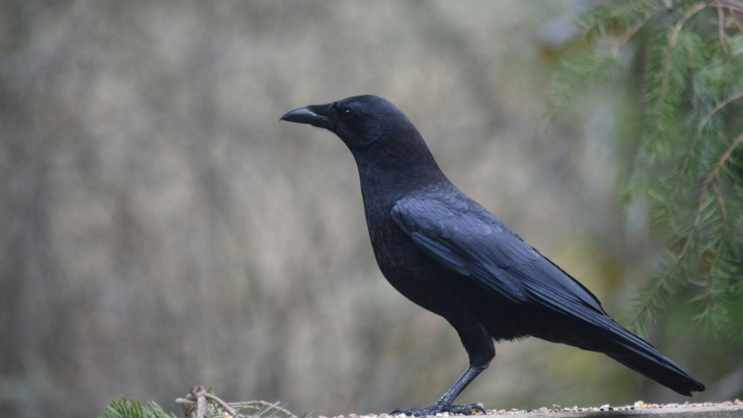 Crows can recognise individual human faces, hold grudges against specific people for years, and teach those grudges to their offspring who have never met the human in question