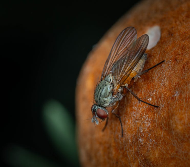 The Fruit Fly Breakthrough That Changed Everything (Image Credits: Pexels)