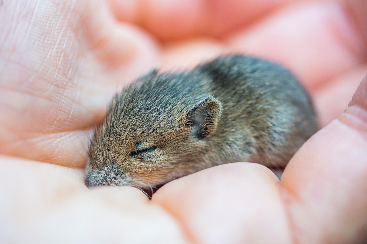 Mapping the Mouse Brain: Half a Billion Connections (Image Credits: Pixabay)