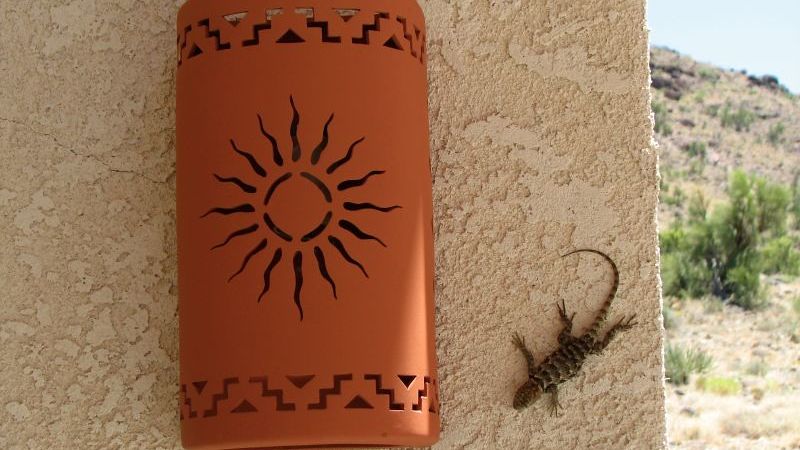 Tarantula–Reptile Interaction: Lizard Predation Events by Species of Brachypelma and Amazonius (Araneae: Theraphosidae)