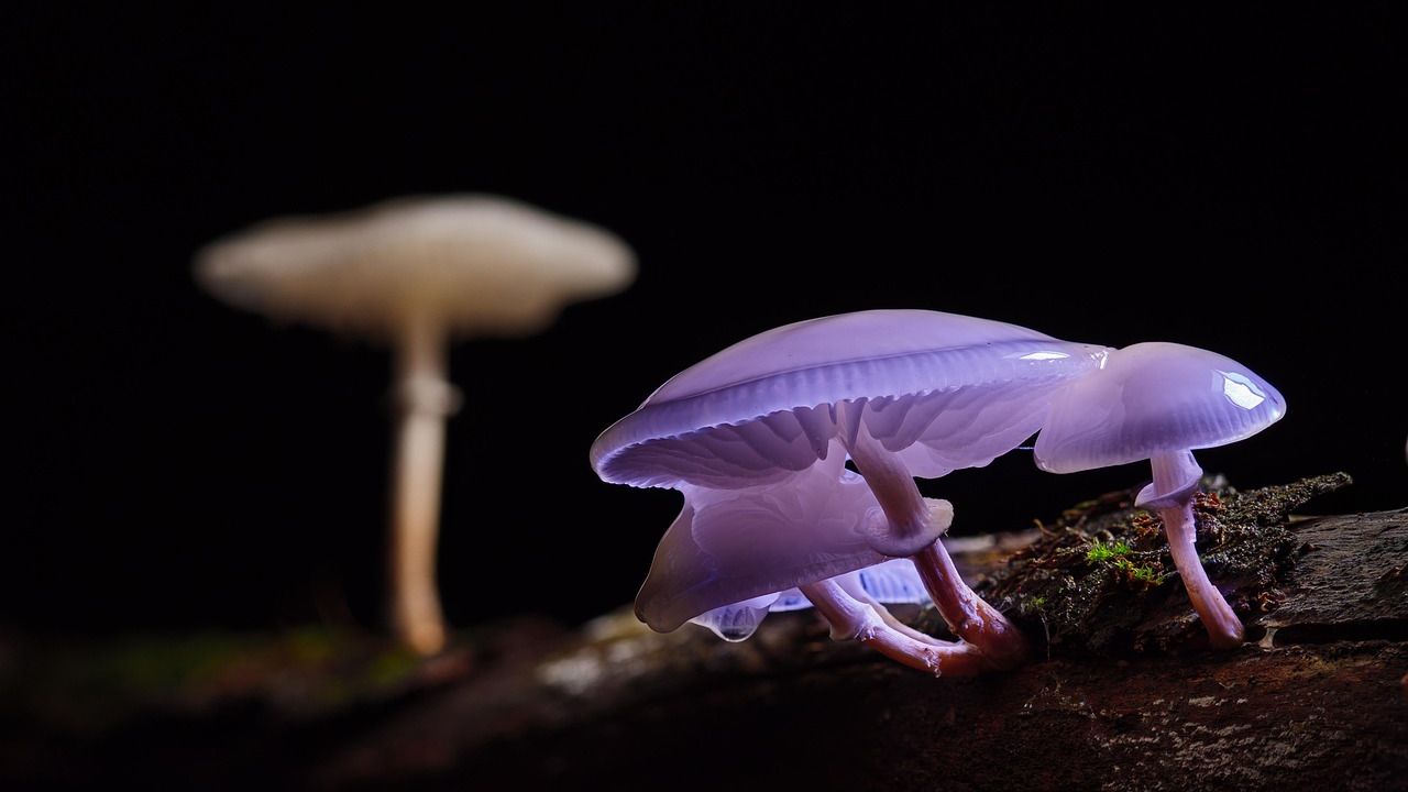 Magic mushrooms could be effective treatment for cocaine addiction, study shows