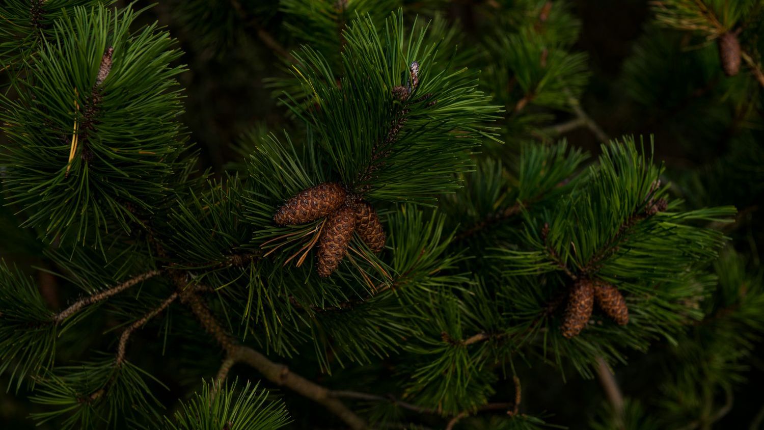 The single oldest non-clonal living thing on Earth is a bristlecone pine called Methuselah, growing on a windswept slope in California’s White Mountains at 9,800 feet - it germinated around 2833 BCE, which means it was already a thousand years old when the Egyptians were finishing the Pyramids, and the U.S. Forest Service refuses to disclose its exact location for fear of what tourists would do to it