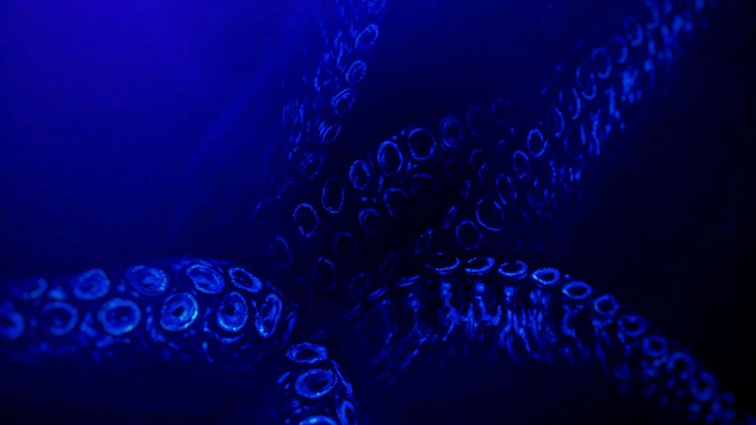 Octopuses have nine brains, three hearts, and blue copper-based blood, with roughly two-thirds of their neurons spread through their arms, allowing each arm to taste, move, and react with a startling degree of local control