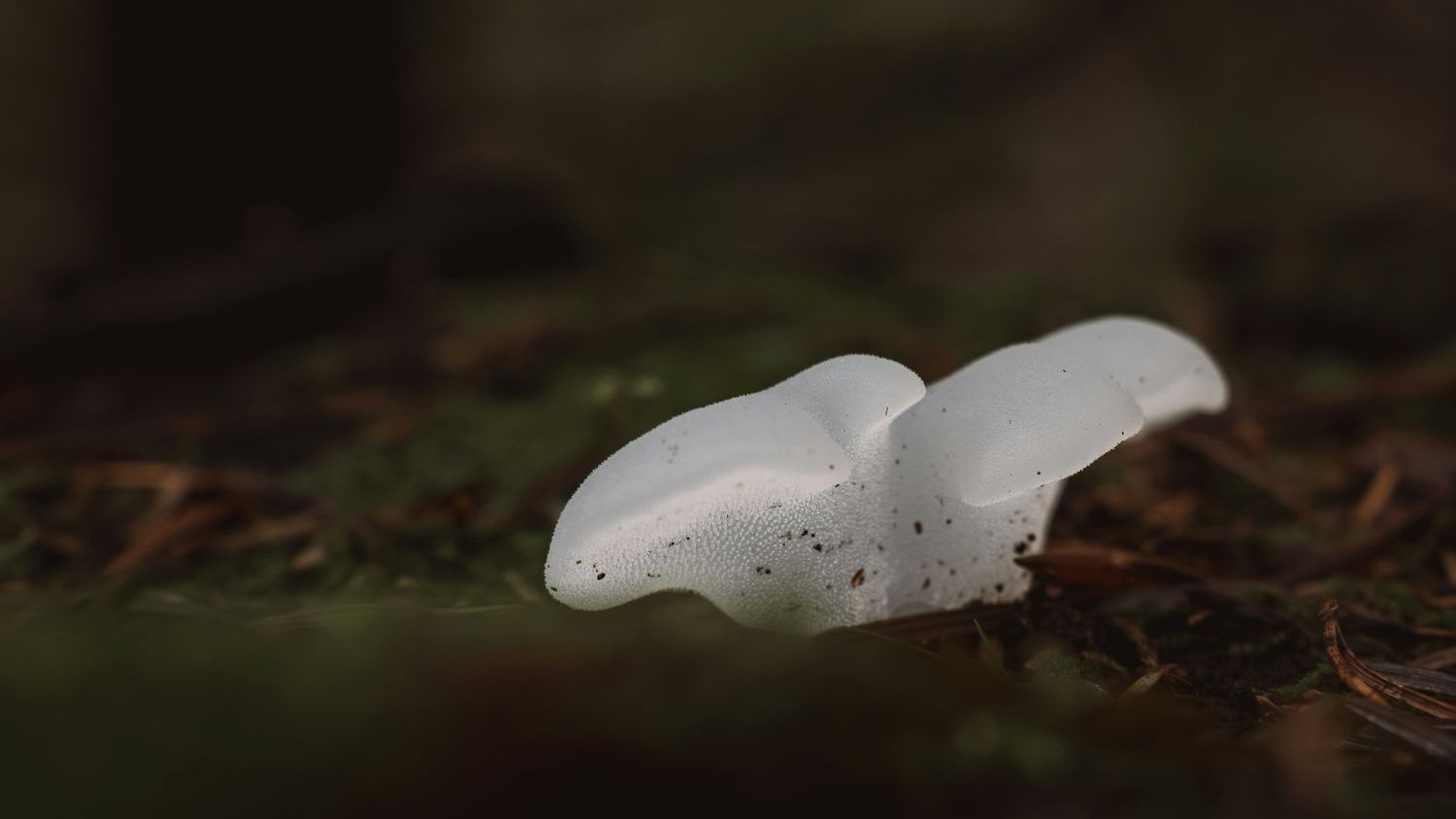 Glowing fungi expose final enzyme that could make bioluminescent tools more efficient