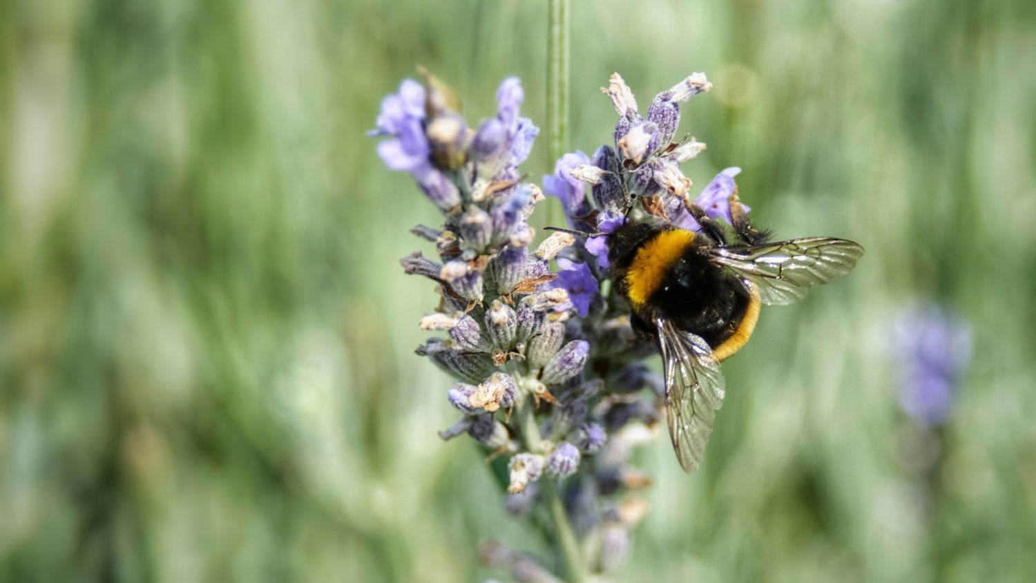 ‘Floral buzzing’ to collect pollen as exhausting for bees as flight take-off, study shows